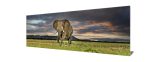 Wild Life Elephant Canvas- Frame Optional- Model #8729 Discount