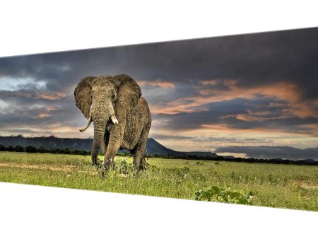 Wild Life Elephant Canvas- Frame Optional- Model #8729 Discount